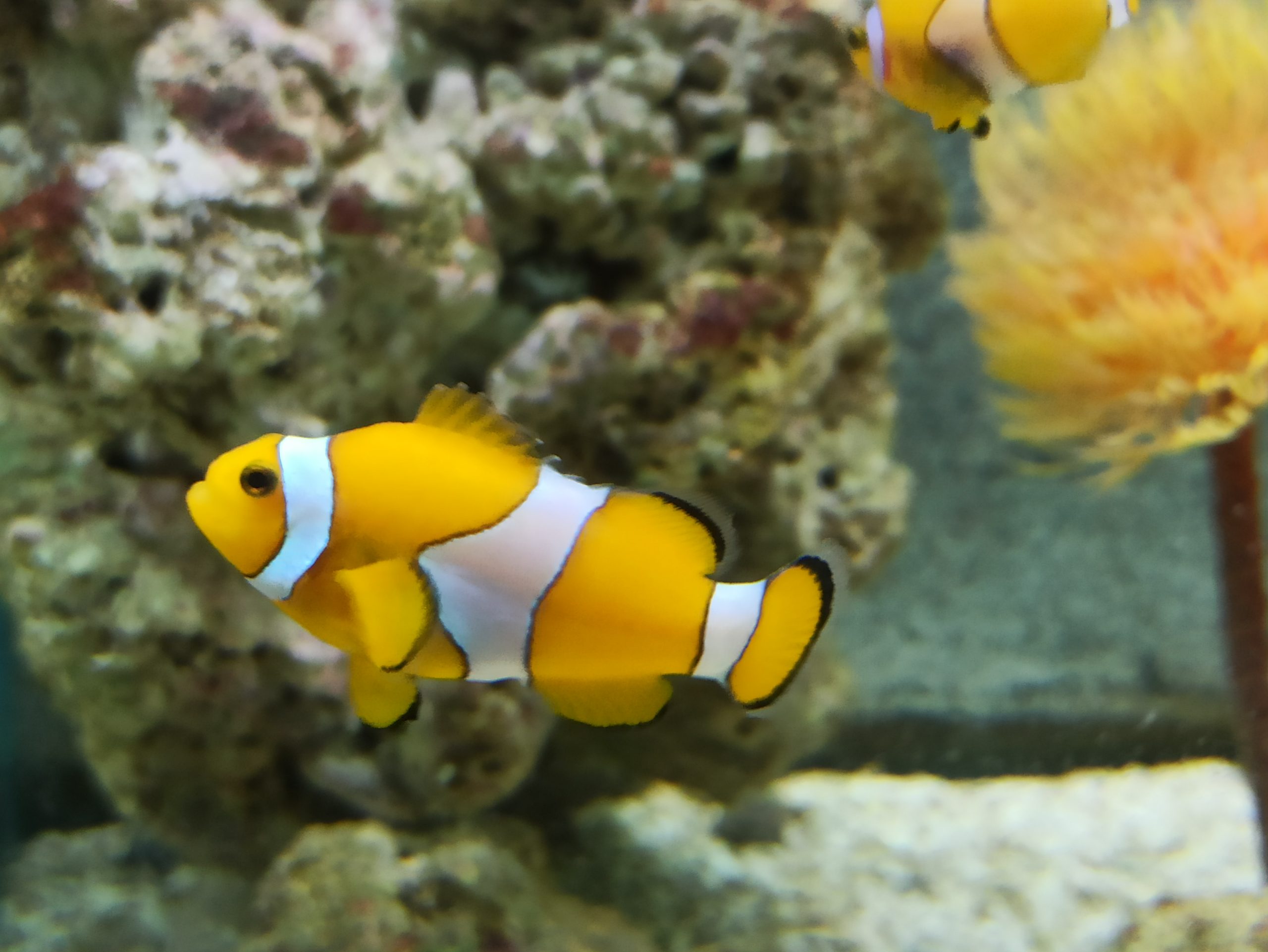 Nemo-Aquario-10-anos-scaled.jpg